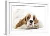 American Cocker Spaniel-null-Framed Photographic Print