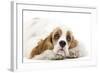 American Cocker Spaniel-null-Framed Photographic Print