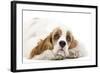 American Cocker Spaniel-null-Framed Photographic Print