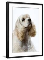 American Cocker Spaniel-null-Framed Photographic Print