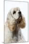 American Cocker Spaniel-null-Mounted Photographic Print