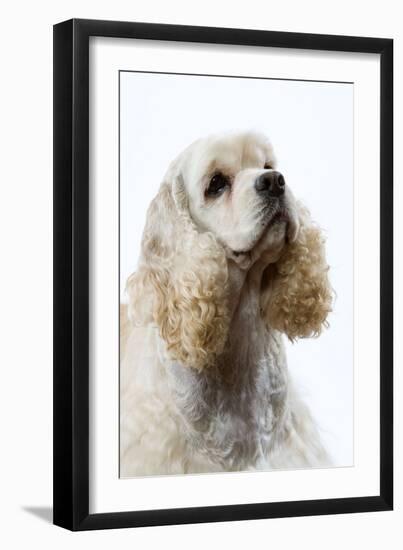 American Cocker Spaniel-null-Framed Photographic Print