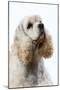 American Cocker Spaniel-null-Mounted Photographic Print