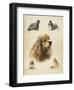 American Cocker-Libero Patrignani-Framed Art Print