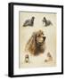 American Cocker-Libero Patrignani-Framed Art Print