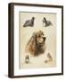 American Cocker-Libero Patrignani-Framed Art Print