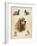 American Cocker-Libero Patrignani-Framed Art Print