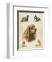 American Cocker-Libero Patrignani-Framed Art Print