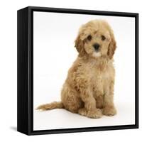 American Cockerpoo (American Cocker Spaniel X Poodle Cross) Puppy, 8 Weeks, Sitting-Mark Taylor-Framed Stretched Canvas