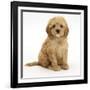 American Cockerpoo (American Cocker Spaniel X Poodle Cross) Puppy, 8 Weeks, Sitting-Mark Taylor-Framed Photographic Print
