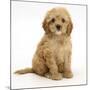 American Cockerpoo (American Cocker Spaniel X Poodle Cross) Puppy, 8 Weeks, Sitting-Mark Taylor-Mounted Photographic Print