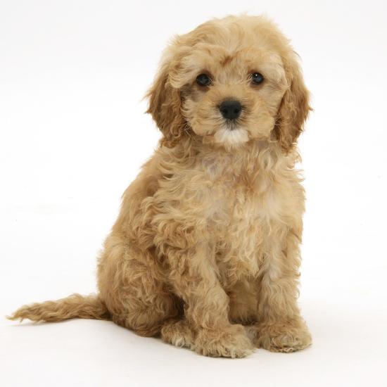 American Cockerpoo (American Cocker Spaniel X Poodle Cross) Puppy, 8 Weeks,  Sitting' Photographic Print - Mark Taylor | AllPosters.com
