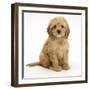 American Cockerpoo (American Cocker Spaniel X Poodle Cross) Puppy, 8 Weeks, Sitting-Mark Taylor-Framed Photographic Print