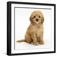 American Cockerpoo (American Cocker Spaniel X Poodle Cross) Puppy, 8 Weeks, Sitting-Mark Taylor-Framed Photographic Print