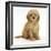 American Cockerpoo (American Cocker Spaniel X Poodle Cross) Puppy, 8 Weeks, Sitting-Mark Taylor-Framed Photographic Print