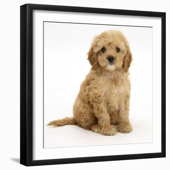 American Cockerpoo (American Cocker Spaniel X Poodle Cross) Puppy, 8 Weeks, Sitting-Mark Taylor-Framed Photographic Print