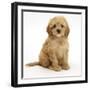 American Cockerpoo (American Cocker Spaniel X Poodle Cross) Puppy, 8 Weeks, Sitting-Mark Taylor-Framed Photographic Print