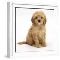 American Cockerpoo (American Cocker Spaniel X Poodle Cross) Puppy, 8 Weeks, Sitting-Mark Taylor-Framed Photographic Print