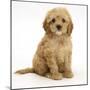 American Cockerpoo (American Cocker Spaniel X Poodle Cross) Puppy, 8 Weeks, Sitting-Mark Taylor-Mounted Photographic Print