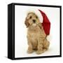 American Cockerpoo Puppy, 8 Weeks Old, Wearing a Father Christmas Hat-Mark Taylor-Framed Stretched Canvas