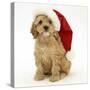 American Cockerpoo Puppy, 8 Weeks Old, Wearing a Father Christmas Hat-Mark Taylor-Stretched Canvas