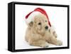 American Cockerpoo Puppy, 8 Weeks Old, Wearing a Father Christmas Hat-Mark Taylor-Framed Stretched Canvas