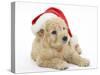 American Cockerpoo Puppy, 8 Weeks Old, Wearing a Father Christmas Hat-Mark Taylor-Stretched Canvas