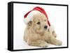 American Cockerpoo Puppy, 8 Weeks Old, Wearing a Father Christmas Hat-Mark Taylor-Framed Stretched Canvas