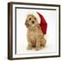 American Cockerpoo Puppy, 8 Weeks Old, Wearing a Father Christmas Hat-Mark Taylor-Framed Photographic Print