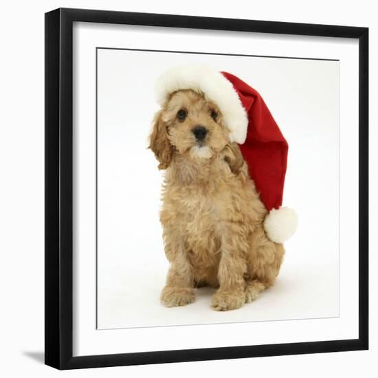 American Cockerpoo Puppy, 8 Weeks Old, Wearing a Father Christmas Hat-Mark Taylor-Framed Photographic Print