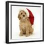 American Cockerpoo Puppy, 8 Weeks Old, Wearing a Father Christmas Hat-Mark Taylor-Framed Photographic Print