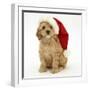 American Cockerpoo Puppy, 8 Weeks Old, Wearing a Father Christmas Hat-Mark Taylor-Framed Photographic Print