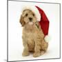 American Cockerpoo Puppy, 8 Weeks Old, Wearing a Father Christmas Hat-Mark Taylor-Mounted Photographic Print