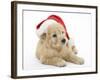 American Cockerpoo Puppy, 8 Weeks Old, Wearing a Father Christmas Hat-Mark Taylor-Framed Photographic Print