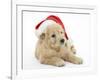 American Cockerpoo Puppy, 8 Weeks Old, Wearing a Father Christmas Hat-Mark Taylor-Framed Photographic Print