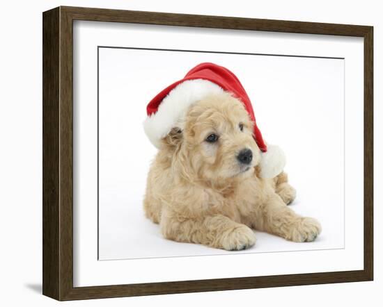 American Cockerpoo Puppy, 8 Weeks Old, Wearing a Father Christmas Hat-Mark Taylor-Framed Photographic Print