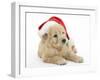 American Cockerpoo Puppy, 8 Weeks Old, Wearing a Father Christmas Hat-Mark Taylor-Framed Photographic Print