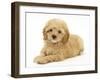 American Cockerpoo Puppy (American Cocker Spaniel X Poodle Cross), 8 Weeks, Lying Down-Mark Taylor-Framed Photographic Print