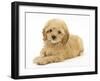 American Cockerpoo Puppy (American Cocker Spaniel X Poodle Cross), 8 Weeks, Lying Down-Mark Taylor-Framed Photographic Print