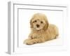 American Cockerpoo Puppy (American Cocker Spaniel X Poodle Cross), 8 Weeks, Lying Down-Mark Taylor-Framed Photographic Print