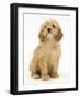 American Cockerpoo Puppy (American Cocker Spaniel X Poodle Cross), 8 Weeks, Sitting-Mark Taylor-Framed Photographic Print