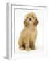 American Cockerpoo Puppy (American Cocker Spaniel X Poodle Cross), 8 Weeks, Sitting-Mark Taylor-Framed Photographic Print