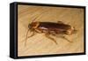 American Cockroach Female with Egg Sac-null-Framed Stretched Canvas