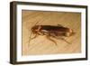 American Cockroach Female with Egg Sac-null-Framed Photographic Print