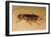 American Cockroach Female with Egg Sac-null-Framed Photographic Print