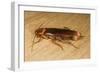 American Cockroach Female with Egg Sac-null-Framed Photographic Print