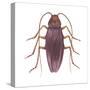 American Cockroach (Periplaneta Americana), Insects-Encyclopaedia Britannica-Stretched Canvas