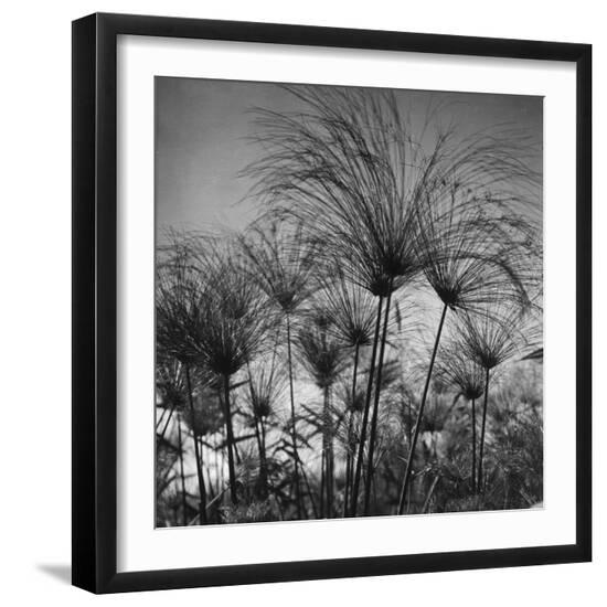 Photo, , large