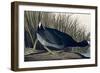 American Coot, from Birds of America, 1835-John James Audubon-Framed Giclee Print