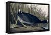 American Coot, from Birds of America, 1835-John James Audubon-Framed Stretched Canvas